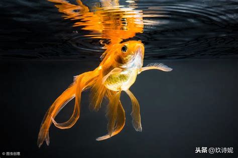 養金魚風水|風水 